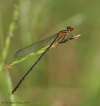 Enallagma pollutum, female